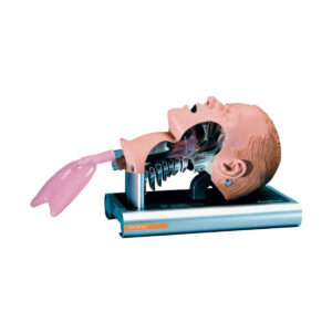 Zaawansowany trenażer do nauki intubacji Ambu Airway Management Trainer